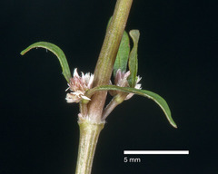 Alternanthera nahui