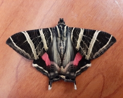 Coronidia rosina