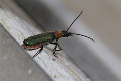 Anogcodes seladonius