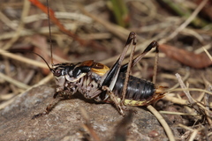Antaxius hispanicus