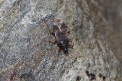 Anthocoris butleri