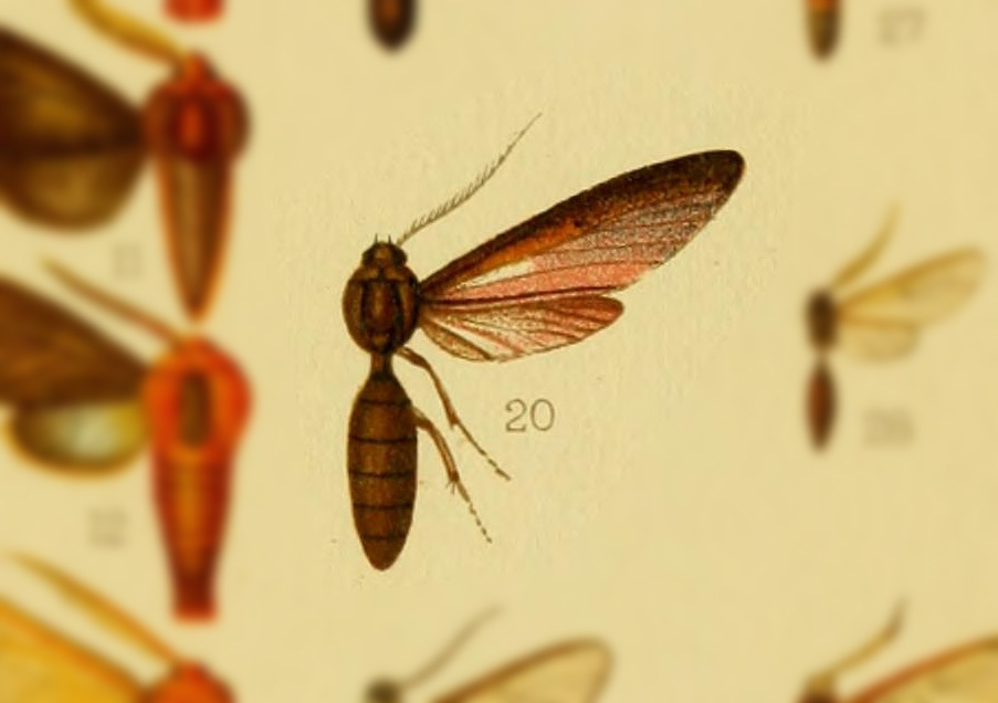 Pseudosphex rubripalpus