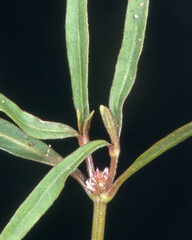 Alternanthera nahui