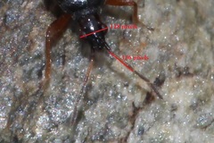Anthocoris butleri