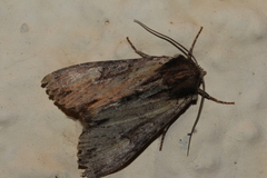 Apamea crenata