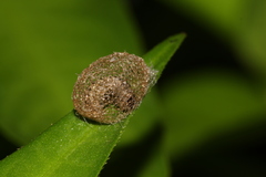 Aproceros leucopoda