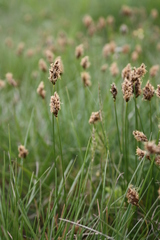 Carex stenophylla