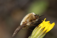 Bombylius venosus