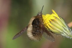 Bombylius venosus