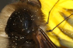 Bombylius venosus