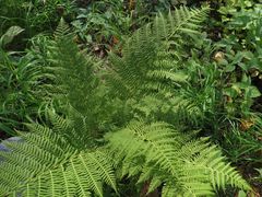 Athyrium rubripes