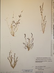 Bouteloua barbata barbata