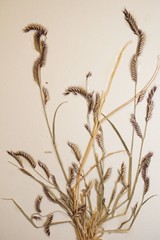 Bouteloua barbata barbata