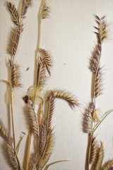 Bouteloua barbata barbata