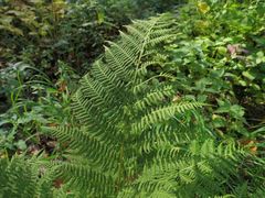 Athyrium rubripes