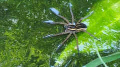 Dolomedes fimbriatus