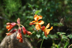 Hoffmannseggia prostrata