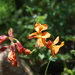 Hoffmannseggia prostrata - Photo (c) anaarenaria, algunos derechos reservados (CC BY-NC), subido por anaarenaria