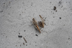 Pardalophora phoenicoptera