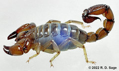 Bothriurus burmeisteri
