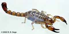 Bothriurus burmeisteri