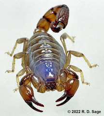 Bothriurus burmeisteri