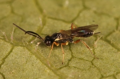 Lysibia nana