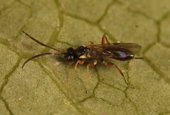 Lysibia nana