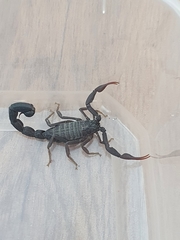 Hottentotta judaicus