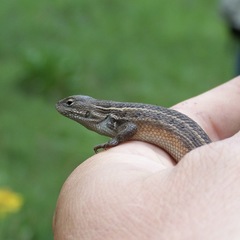 Sceloporus slevini