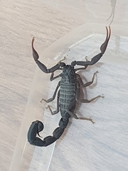 Hottentotta judaicus