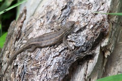 Sceloporus slevini
