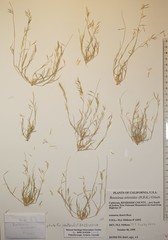 Bouteloua aristidoides
