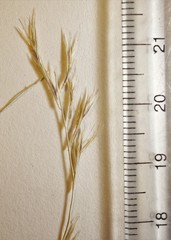 Bouteloua aristidoides