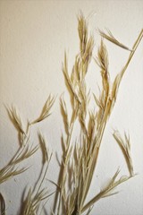 Bouteloua aristidoides