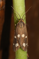 Dysauxes punctata