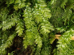 Plagiothecium nemorale