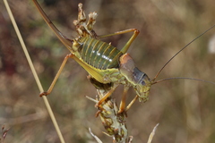 Ephippiger diurnus cunii