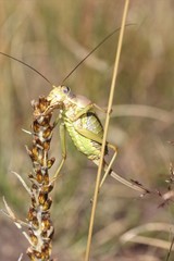 Ephippiger diurnus cunii