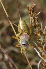 Ephippiger diurnus cunii