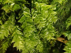 Plagiothecium nemorale