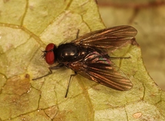 Hebecnema fumosa