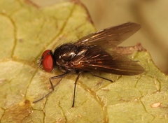 Hebecnema fumosa
