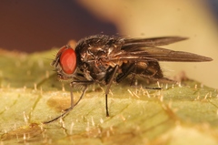 Hebecnema fumosa