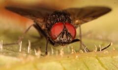 Hebecnema fumosa