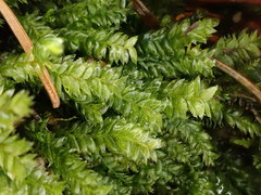 Plagiothecium nemorale