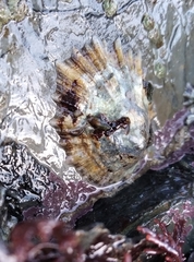 Patella ulyssiponensis