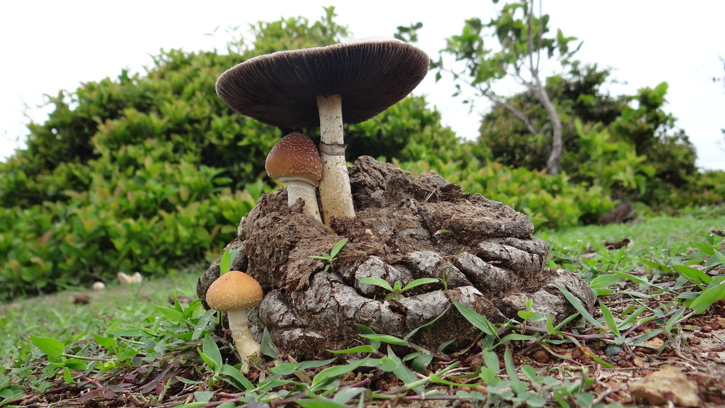 Psilocybe cubensis · May 2018 · photo: © carlosyaya77 (iNaturalist, cc-by)