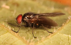 Hebecnema fumosa