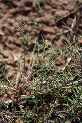 Astragalus corniculatus